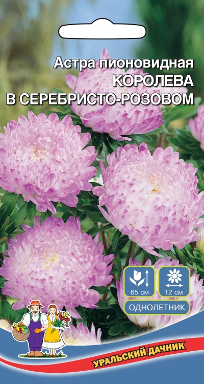 Астра Королева в Серебристо-Розовом пионовидная