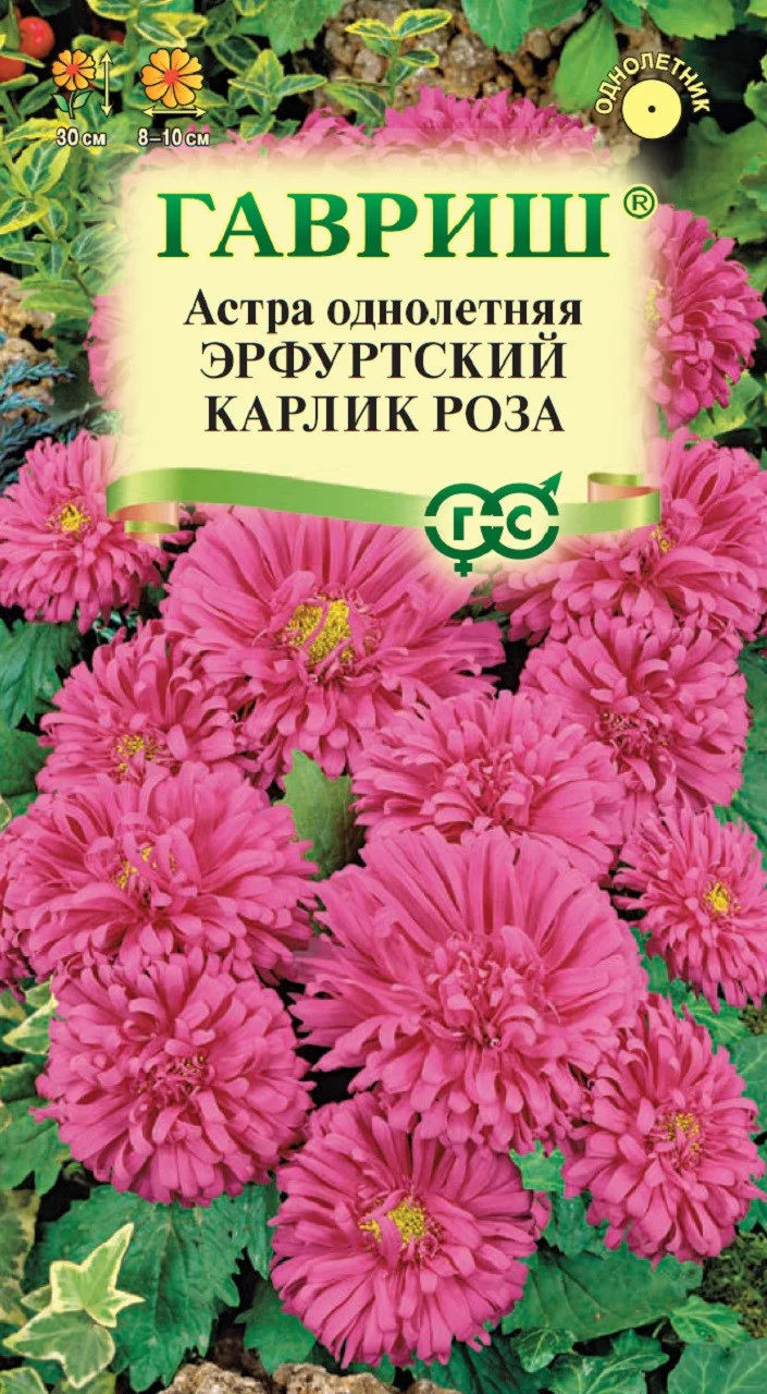 Астра Эрфуртский карлик Роза, однолетняя,0,3 г