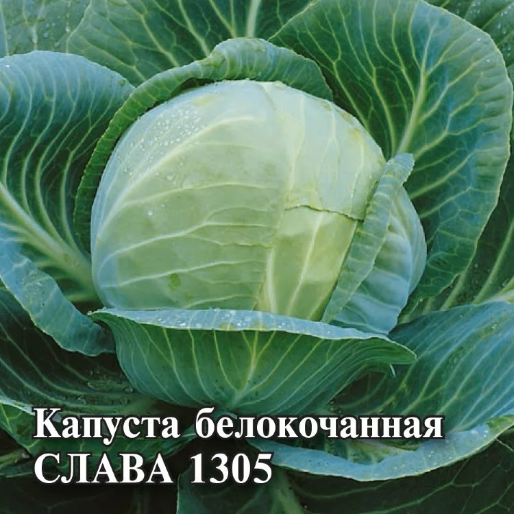 Капуста белокоч. Слава 1305 0,5 г для квашения