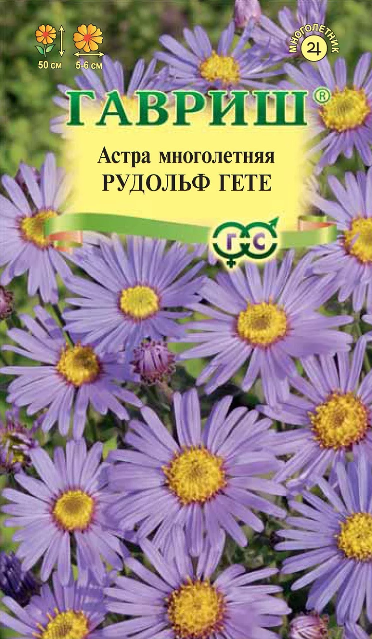 Астра Рудольф Гете, итальянская (многолетн)* 0,05 г