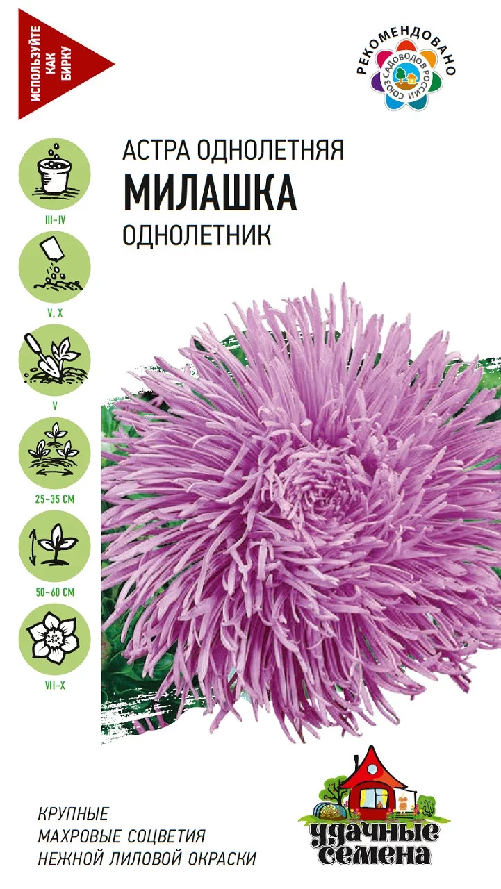 Астра Милашка, однолетняя (коготковая, лиловая) 0,3 г Уд. с. DH
