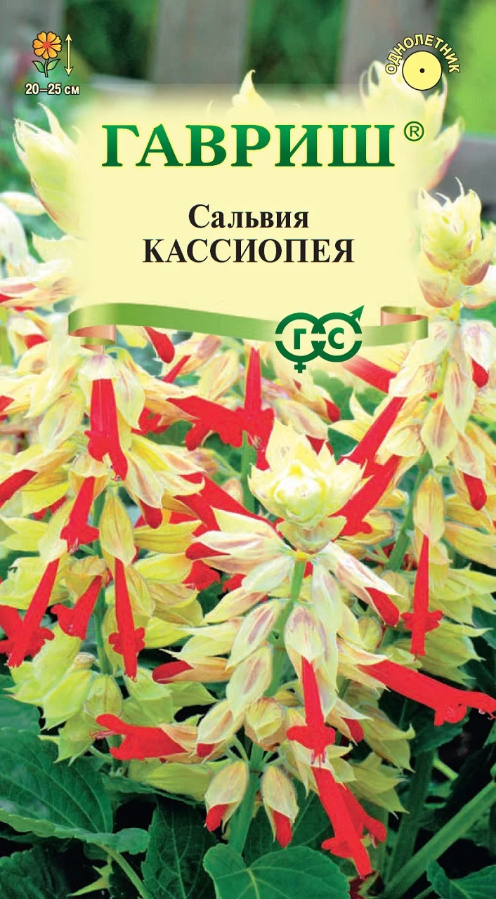 Сальвия Кассиопея*, карликовая 5 шт