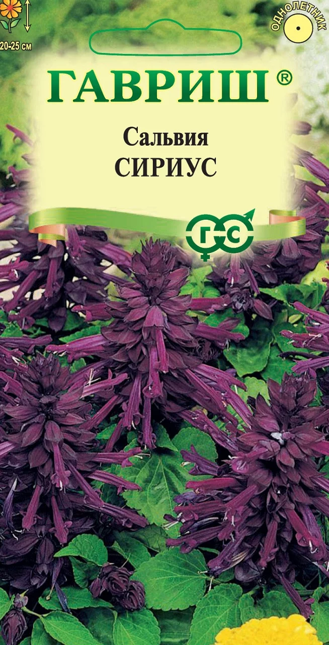 Сальвия Сириус,* карликовая 4 шт