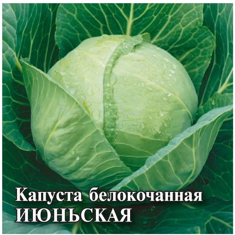 Капуста белокоч. Июньская 0,5 г (ранняя) сер. ХИТ х3