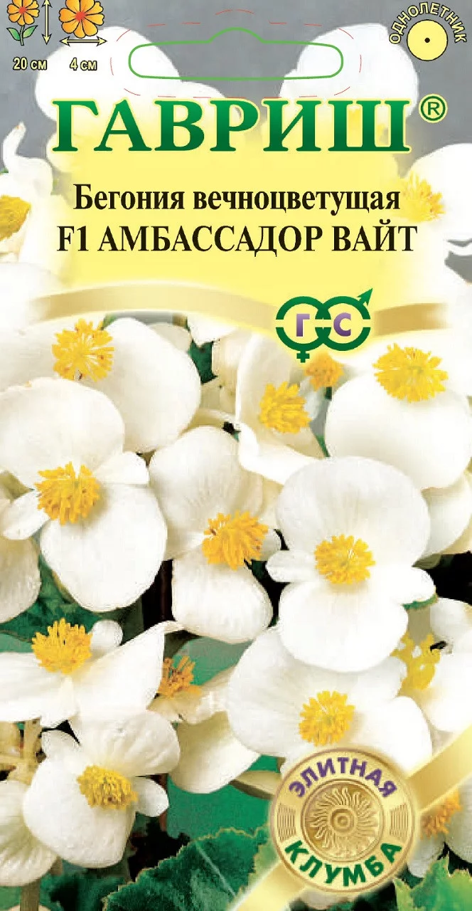 Бегония Амбассадор Вайт F1 вечноцв. 4 шт пробирка Саката серия Элитная клумба