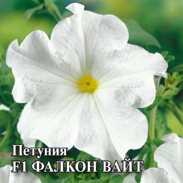 Петуния Фалкон вайт 5 шт