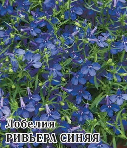 Лобелия Ривьера Синяя 4 шт пробирка сер. Элитная клумба