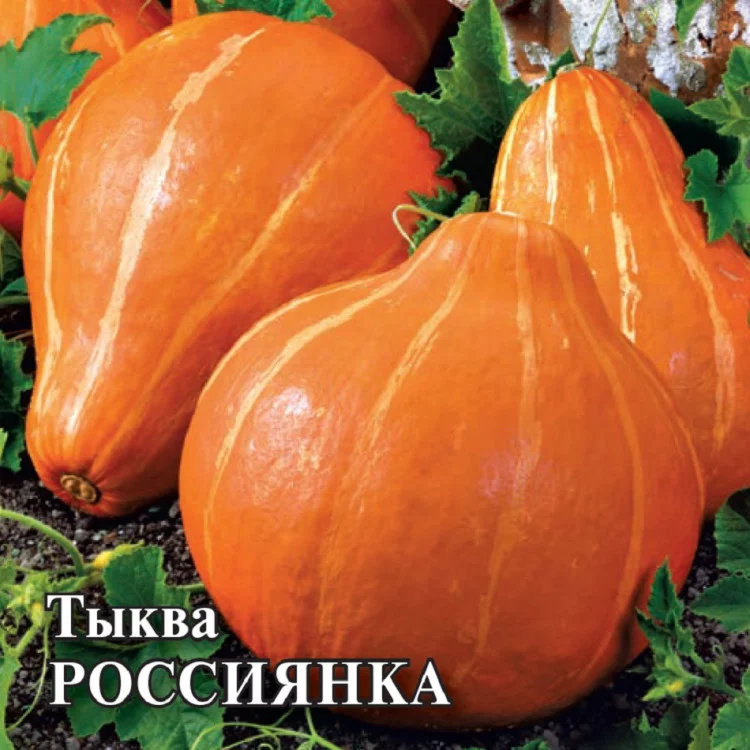 Тыква Россиянка 2 гХИТ х3