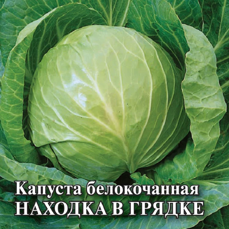 Капуста белокоч. Находка в грядке 0,5 г автор