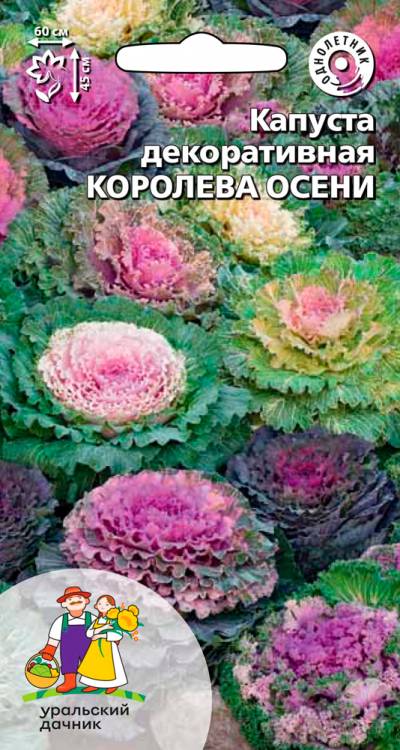 Капуста декоративная Королева Осени (смесь окрасок, диаметр 60 см)