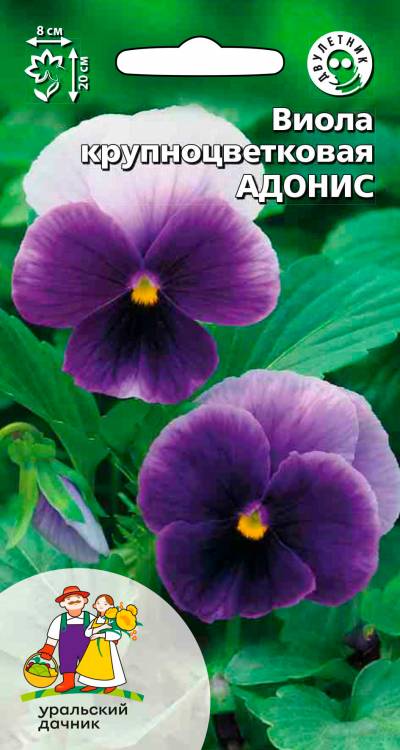 Виола Адонис - крупноцветковая