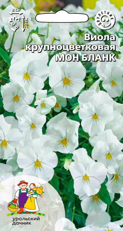Виола Мон Бланк - крупноцветковая