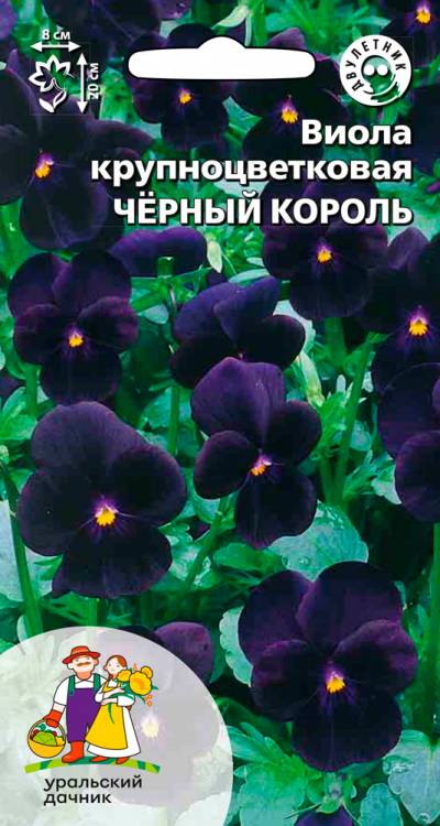 Виола крупноцветковая - Чёрный король (цветки крупные, бархатисто-чёрные)