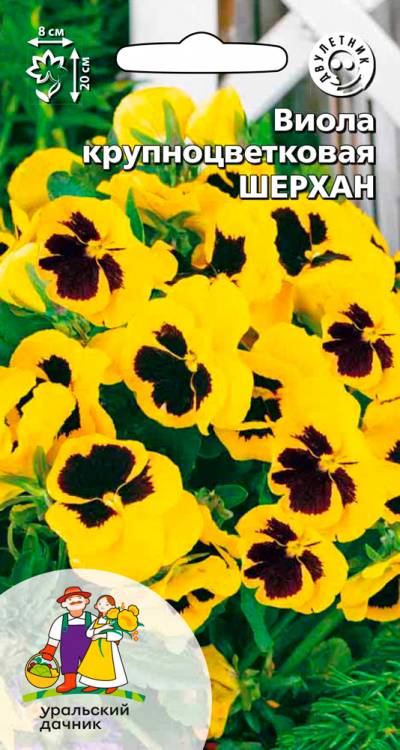Виола крупноцветковая Шерхан