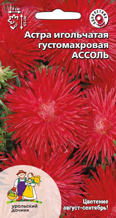 Астра игольчатая Ассоль - густомахрового типа