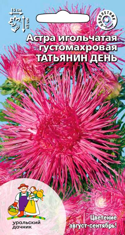 Астра игольчатая густомахровая Татьянин день