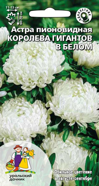 Астра пионовидная Королева Гигантов в серебристо-розовом