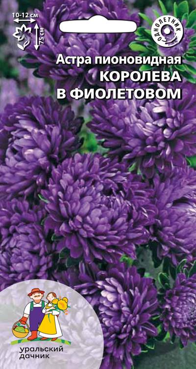 Астра Королева Гигантов в Фиолетовом пионовидная