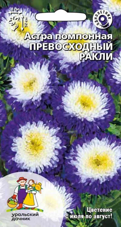 Астра Превосходный Ракли - помпонная