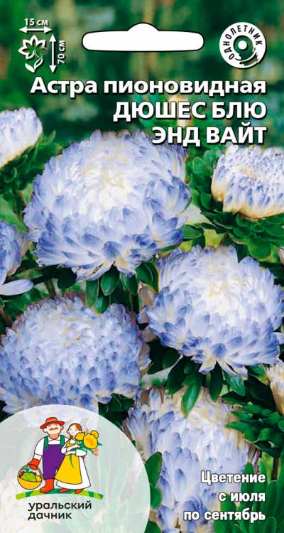 Астра Дюшес Блю Энд Вайт - пионовидная