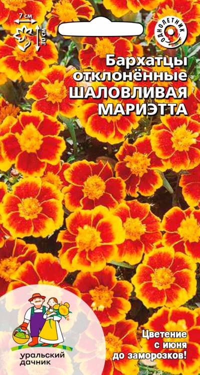 Бархатцы отклоненные Шаловливая Мариэтта
