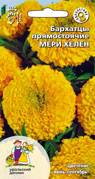 Бархатцы прямостоячие Мери Хелен