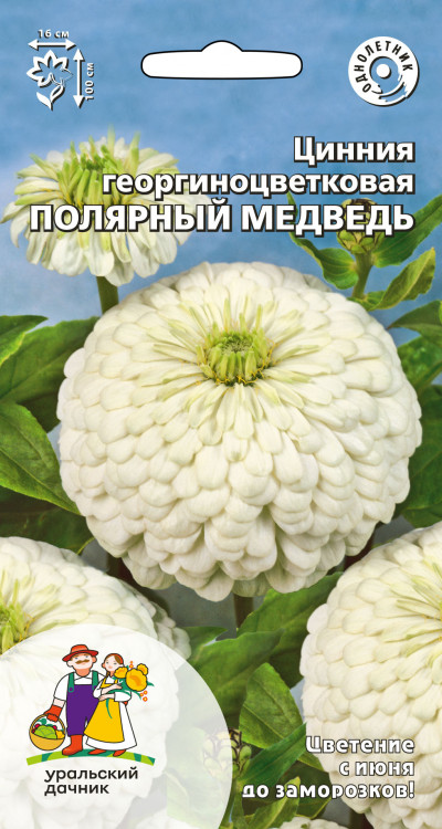 Цинния георгиноцветковая Полярный Медведь