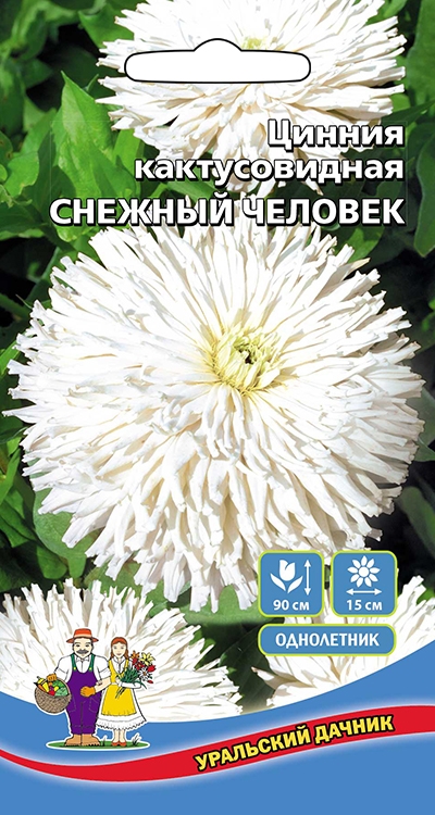 Цинния кактусовидная Снежный человек