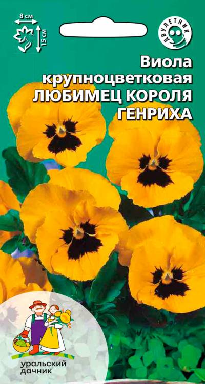 Виола Любимец короля Генриха - крупноцветковая