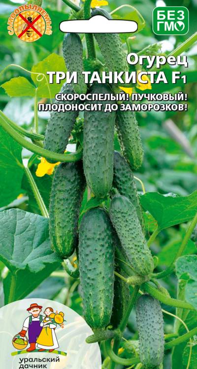 Огурец Три танкиста - корнишон F1