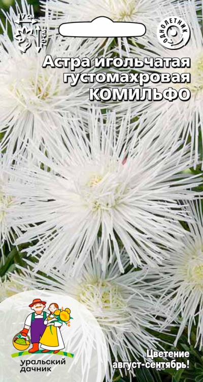 Астра игольчатая густомахровая Комильфо