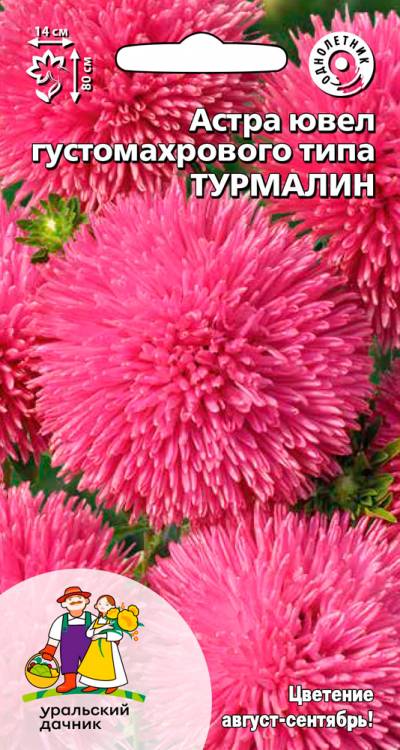 Астра игольчатая Турмалин - ювел густомахрового типа