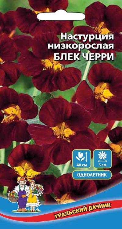 Настурция низкорослая - Блек Черри