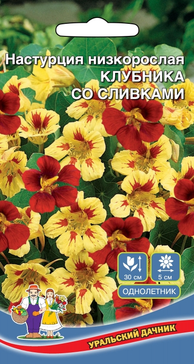 Настурция низкорослая Клубника со сливками