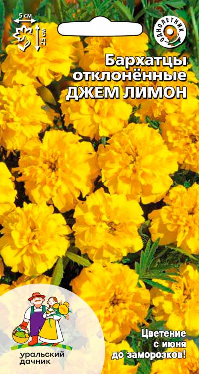 Бархатцы отклоненные Джем лимон
