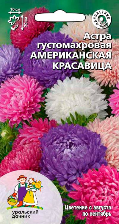 Астра Американская Красавица густомахровая