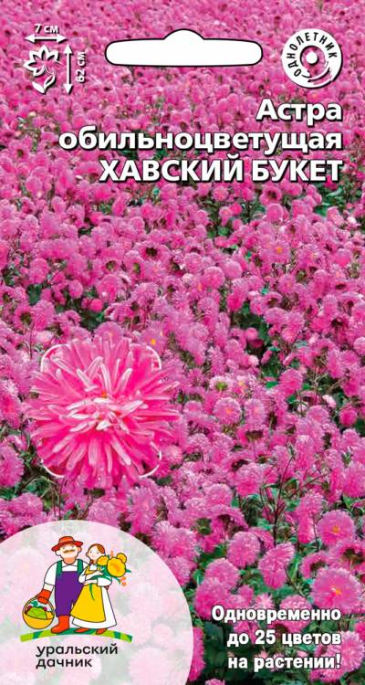 Астра Хавский Букет