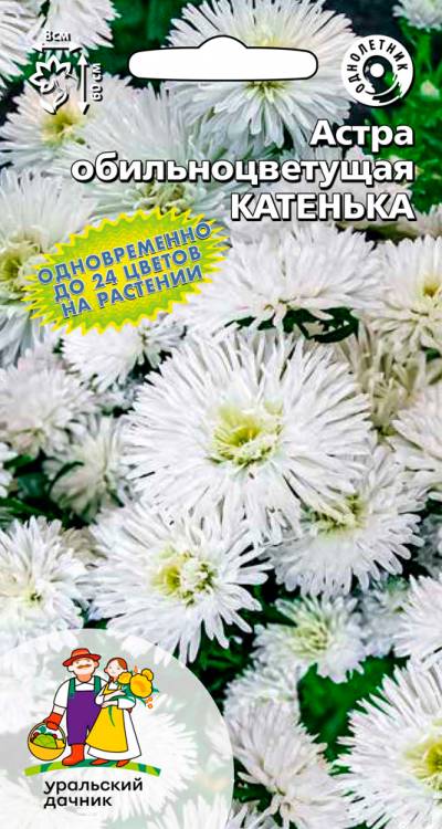 Астра обильноцветущая Катенька