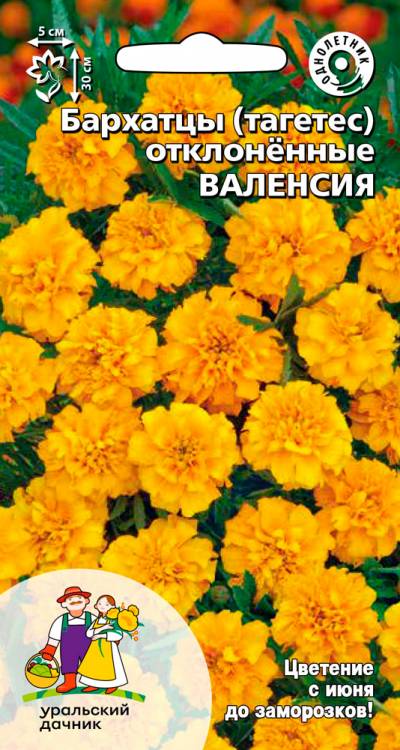 Бархатцы (тагетес) отклоненные Валенсия
