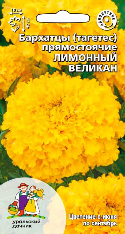 Бархатцы прямостоячие Лимонный великан