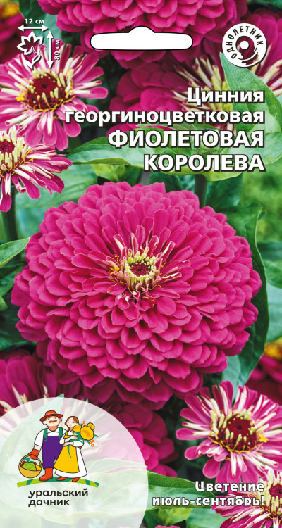 Цинния георгиноцветковая Фиолетовая королева